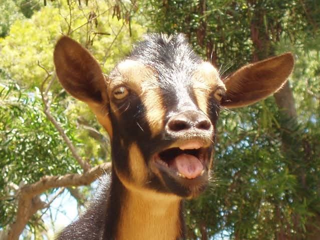 Kambing Bandot Super