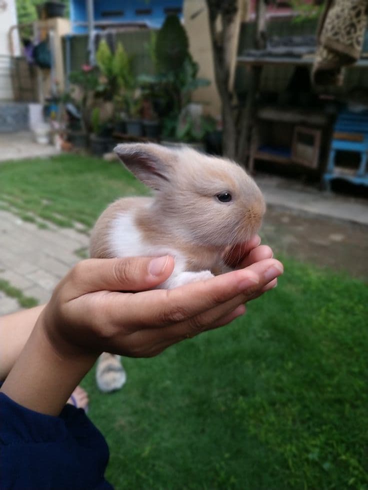 Kelinci imut